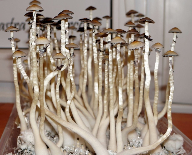 Псилоцибе наталенсис