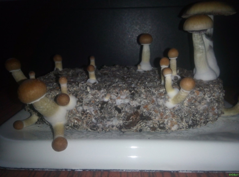 Кубенсис маккенна