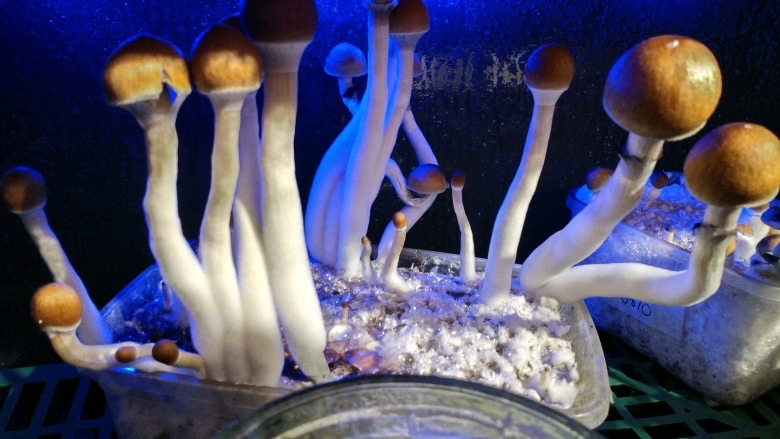 Псилоцибиновые грибы