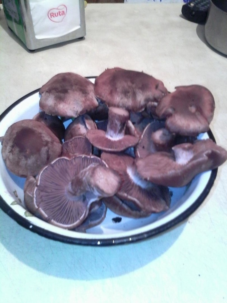 Рядовка с коричневыми пластинками