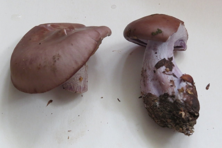 Рядовка фиолетовая на срезе