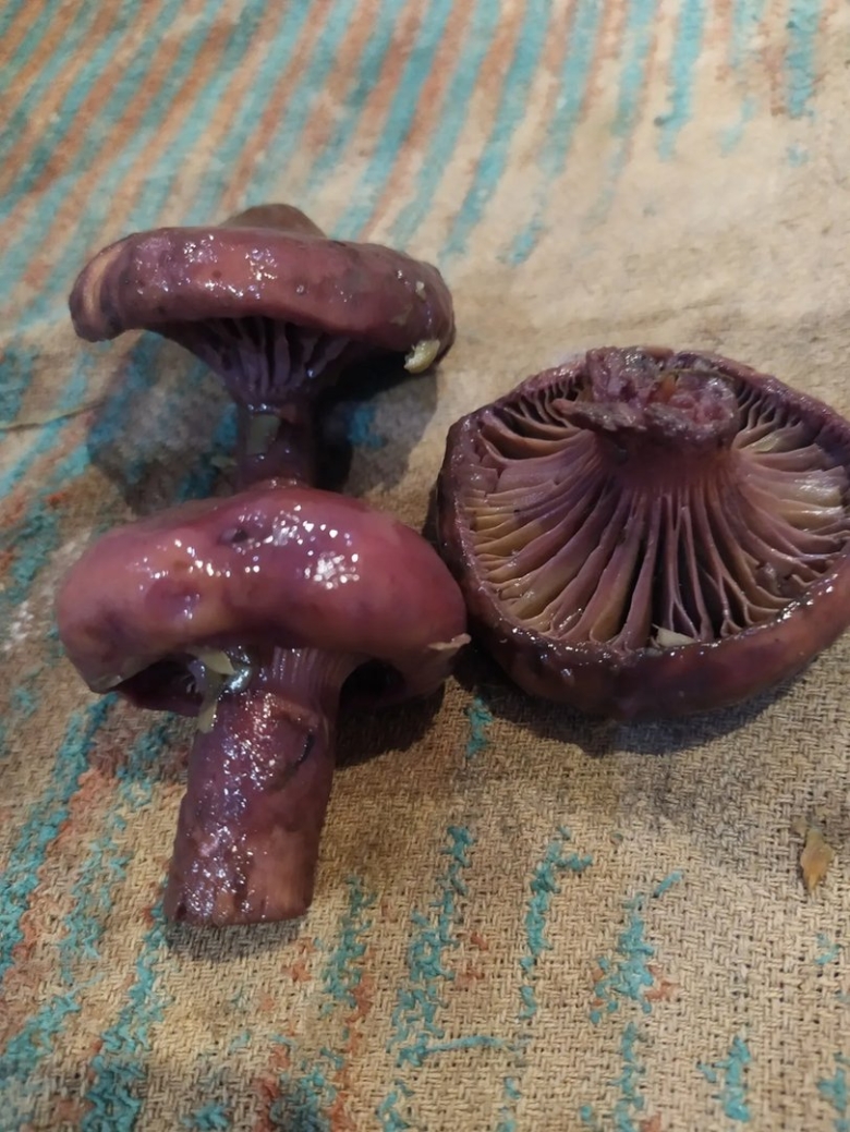 Гриб мокруха пурпуровая