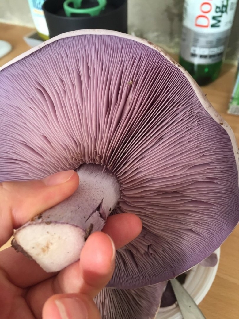 Рядовка фиолетовая Lepista nuda