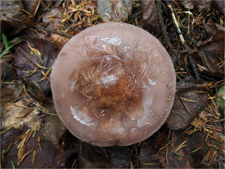 Грибы стали фиолетовыми