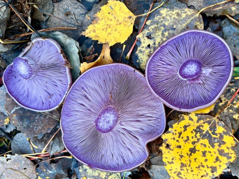 Гриб рядовка фиолетовая