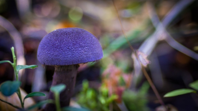 Гриб паутинник сиреневый