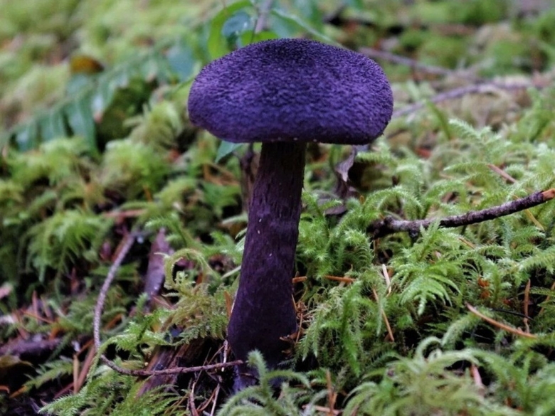 Паутинник фиолетовый гриб