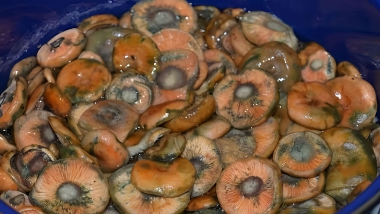 Рыжики грибы соленые