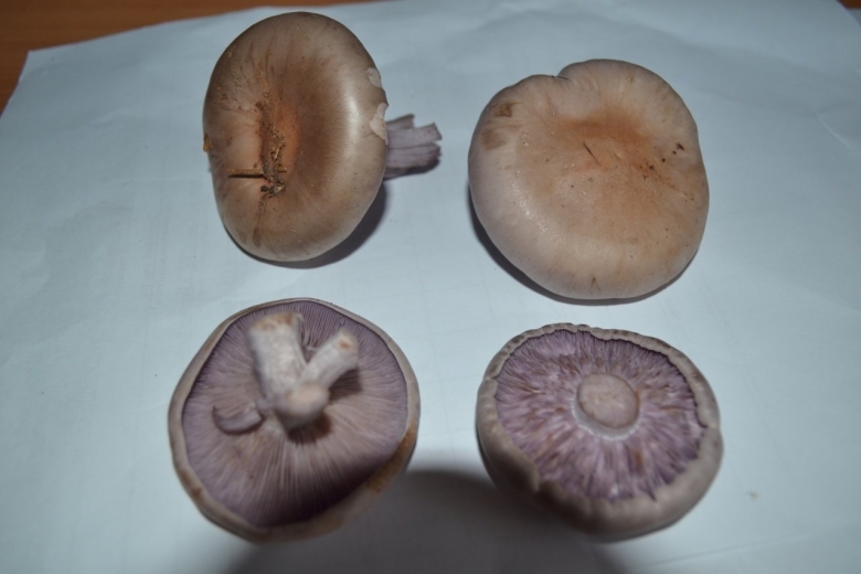 Рядовка фиолетовая на срезе