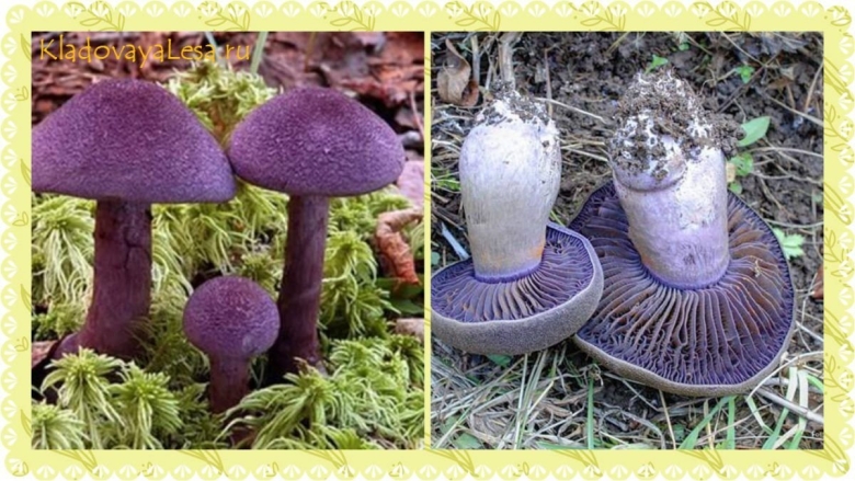 Паутинник фиолетовый съедобные грибы
