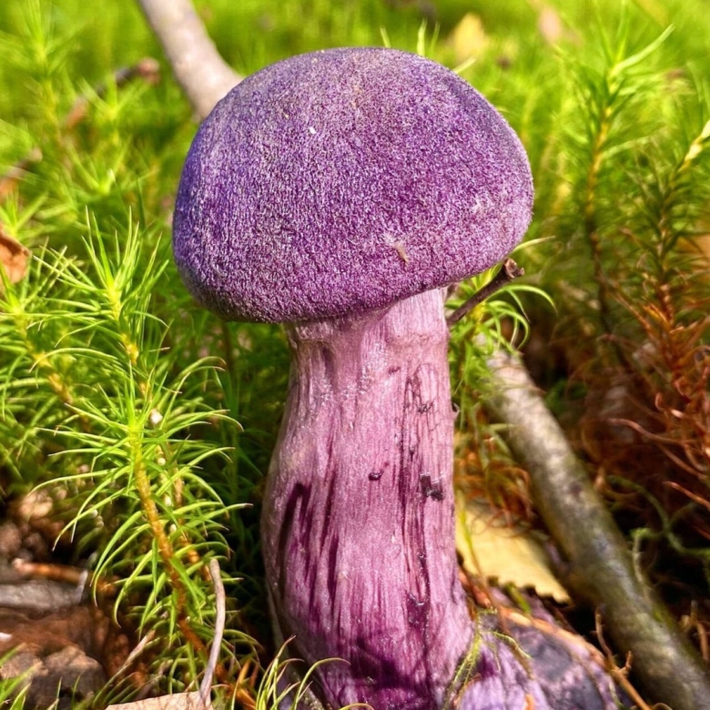 Гриб паутинник сиреневый