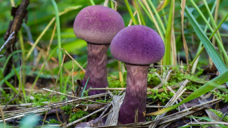 Паутинник фиолетовый гриб