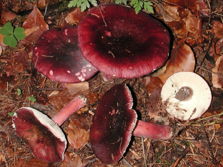 Сыроежка сардониксовая russula sardonia