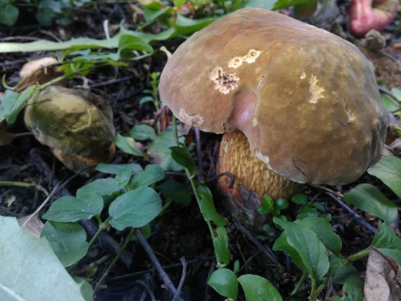 Грибы которые при варке становятся фиолетовыми