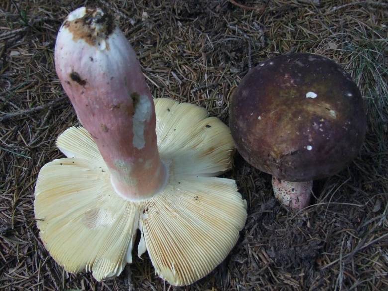 Russula cyanoxantha