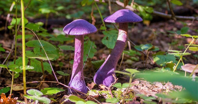 Паутинник фиолетовый гриб