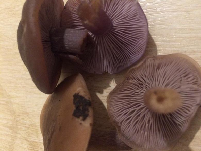 Cortinarius balteatocumatilis