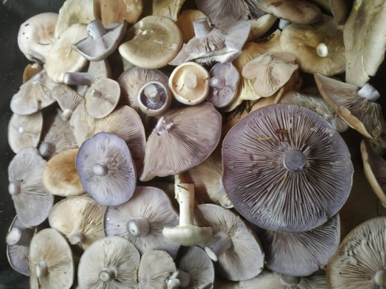 Грибы овечники