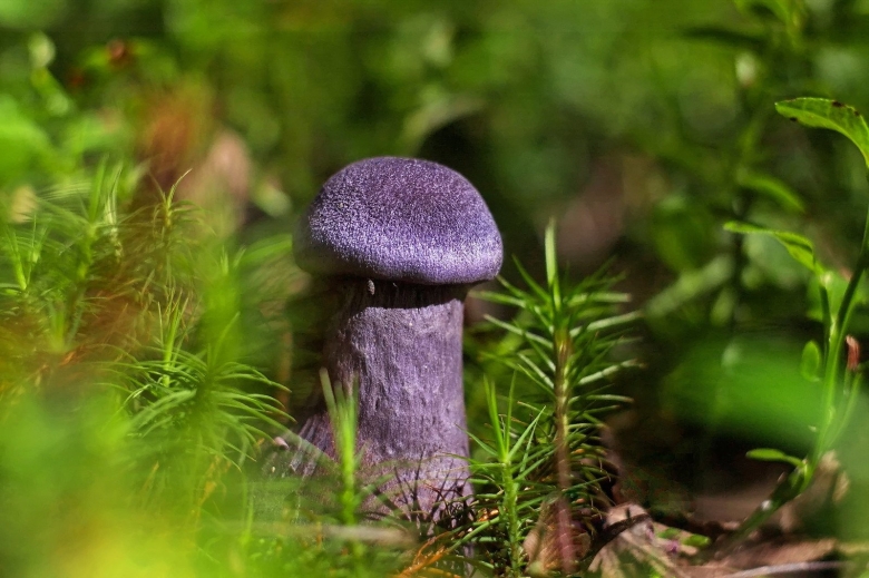 Гриб паутинник