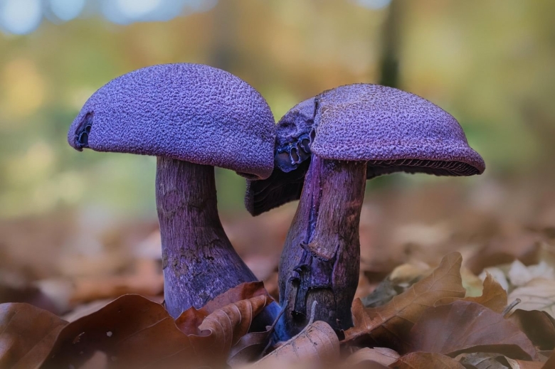 Cortinarius violaceus