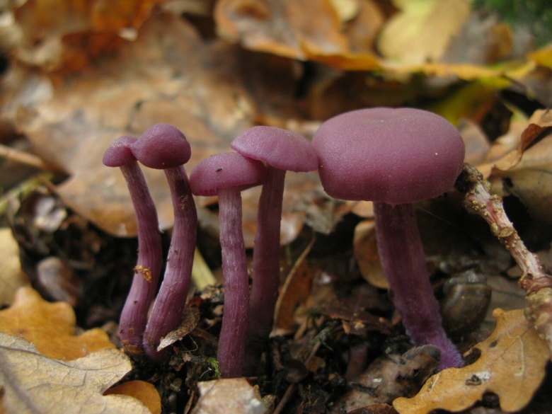 Лаковица фиолетовая гриб