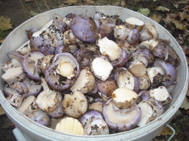 Паутинник опоясанный гриб