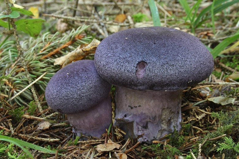 Cortinarius violaceus