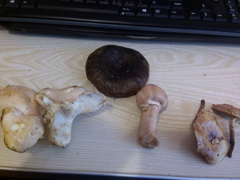 Млечник лиловеющий грибы