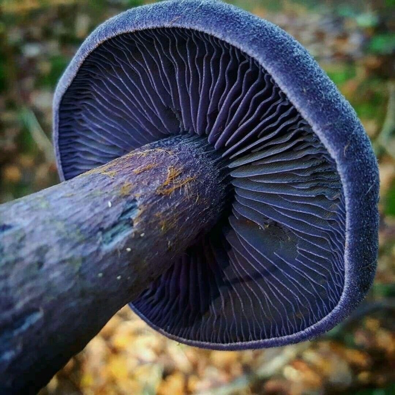 Паутинник Триумфальный гриб