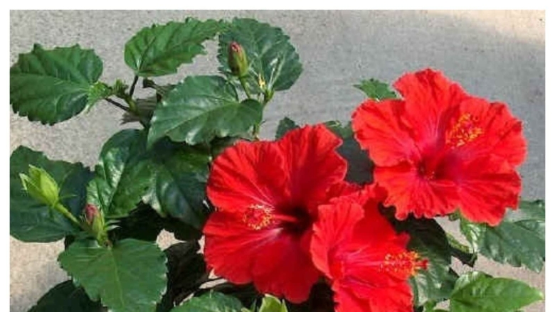 Гибискус китайская роза