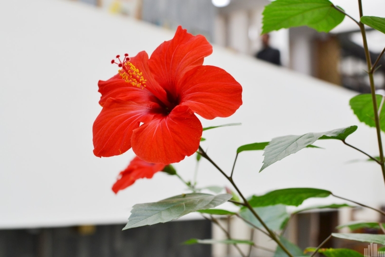 Гибискус красный