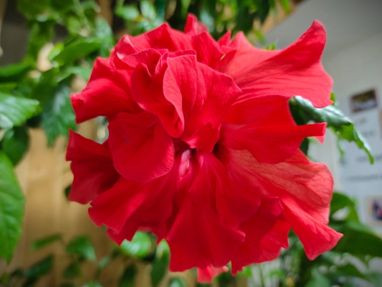 Гибискус китайская роза