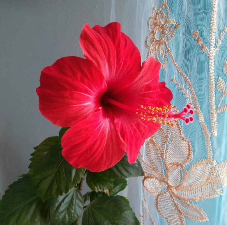 Бегония китайская роза