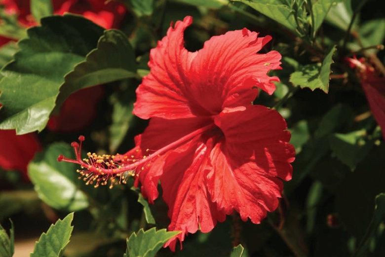 Гибискус суданская роза