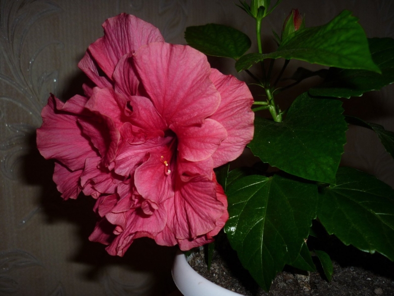 Гибискус на подоконнике