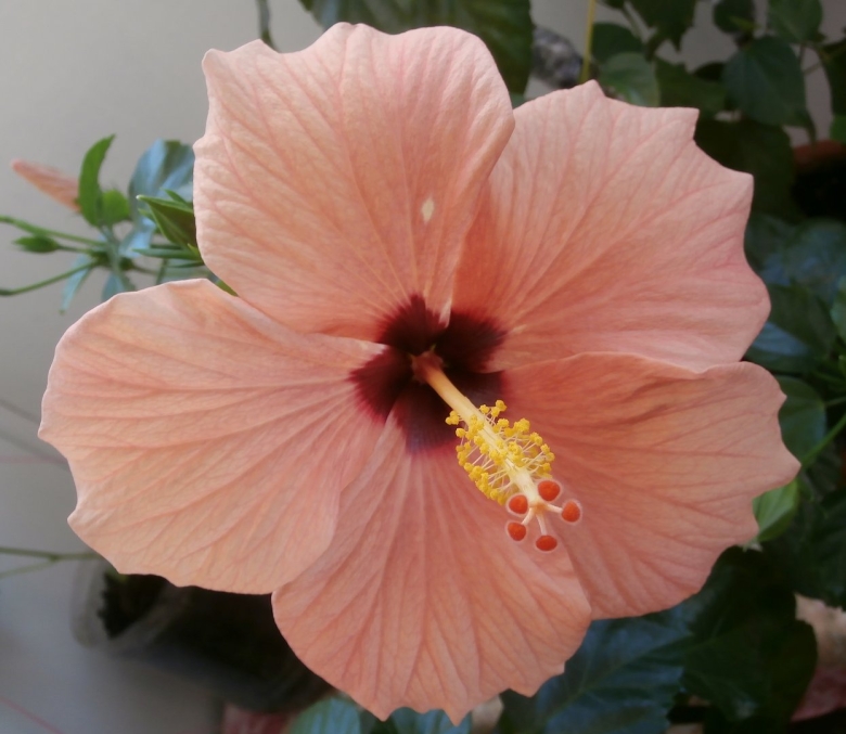 Гибискус кайро априкот