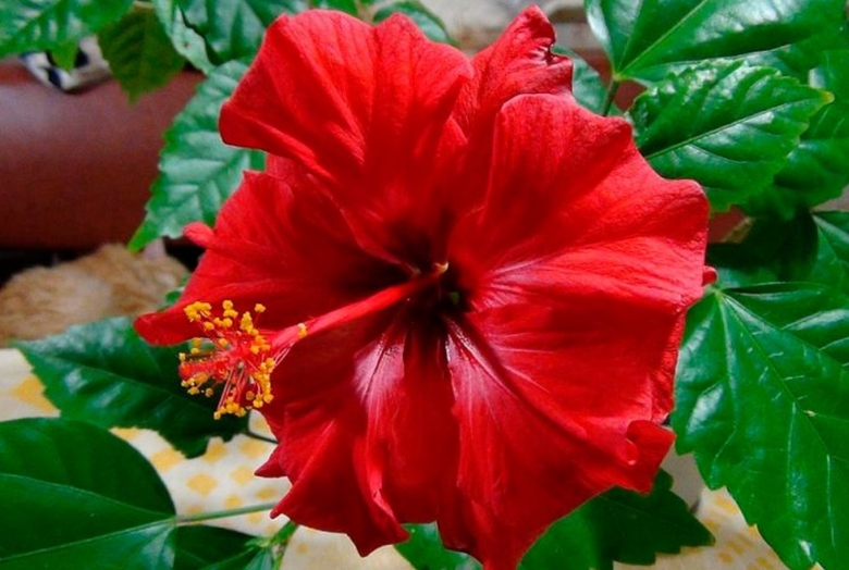 Гибискус красный немахровый