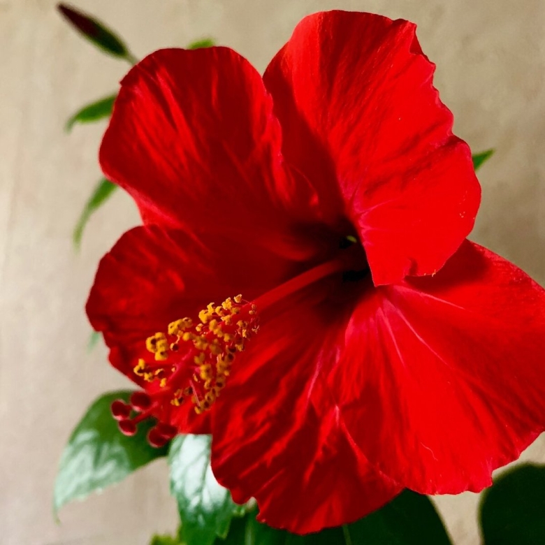 Каркаде гибискус