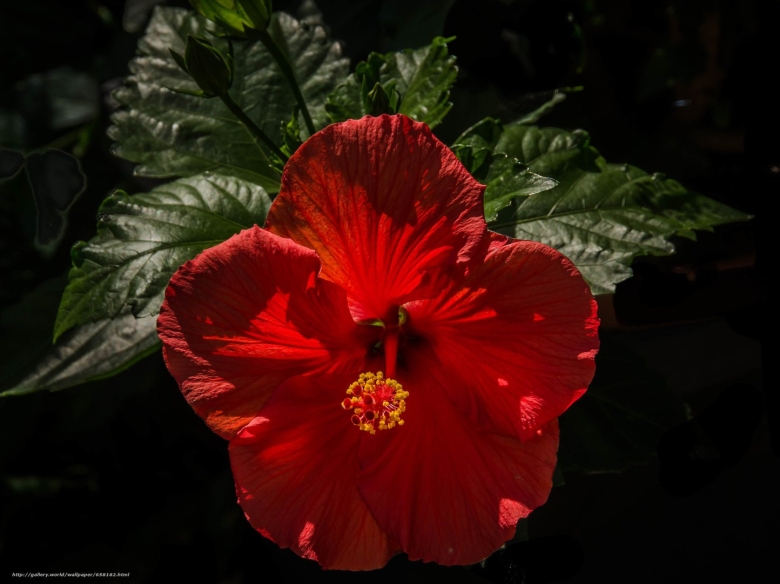 Гибискус Томпсона