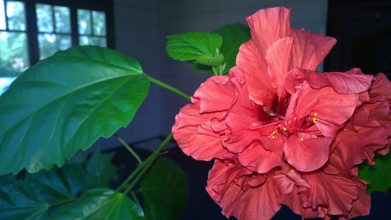 Гибискус китайский Розан