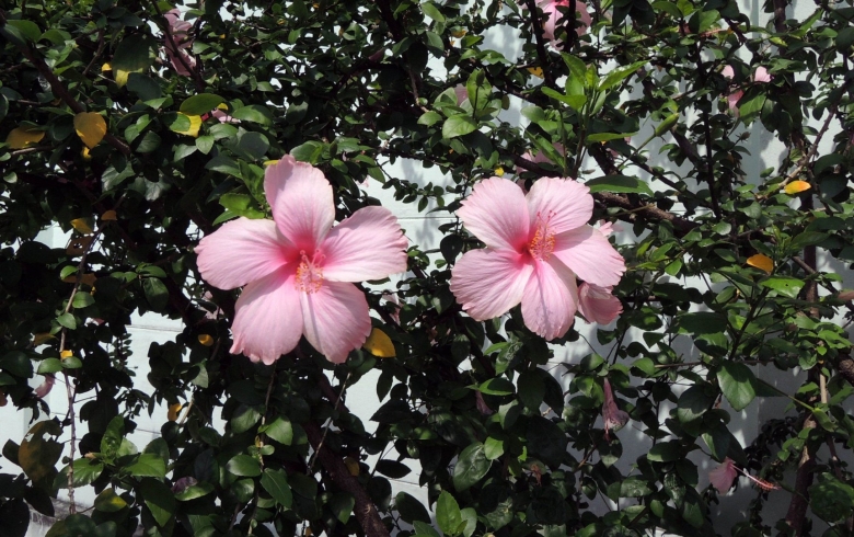 Гибискус цветок смерти