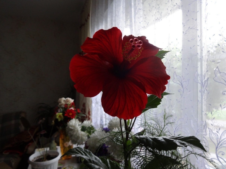 Китайская роза цветок смерти