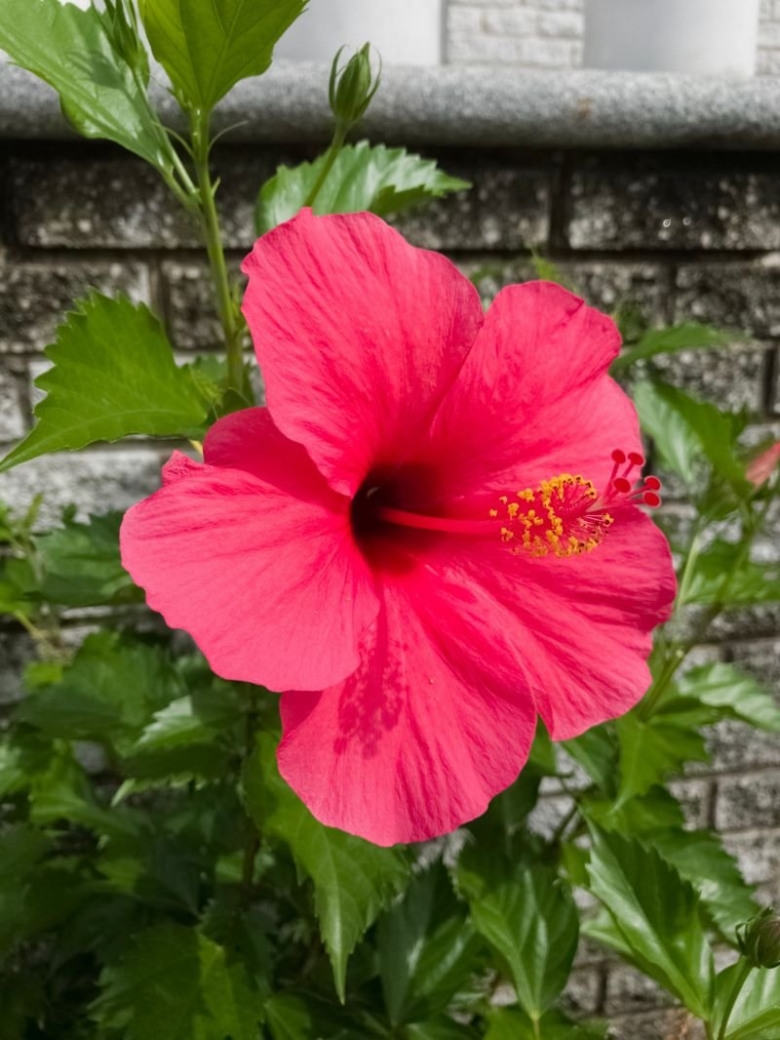 Роза гибискус