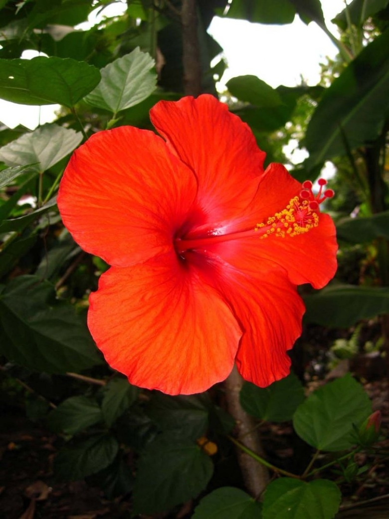 Гибискус китайская роза