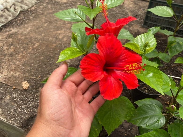 Цветок гибискус фото