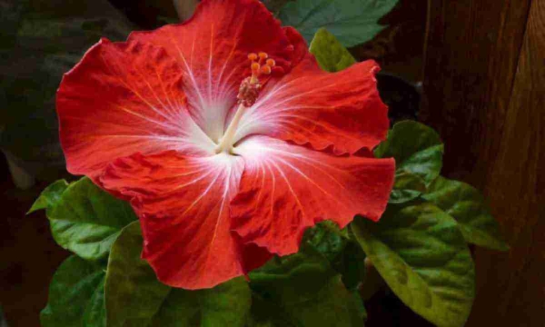 Гибискус китайская роза