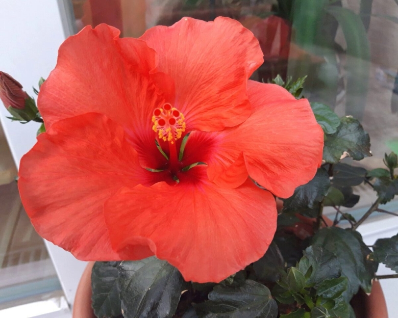 Цветок гибискус