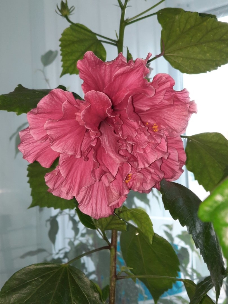 Гибискус розовый махровый