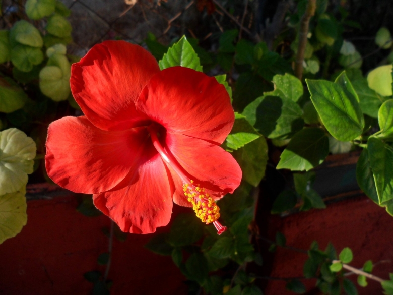 Гибискус цветок смерти