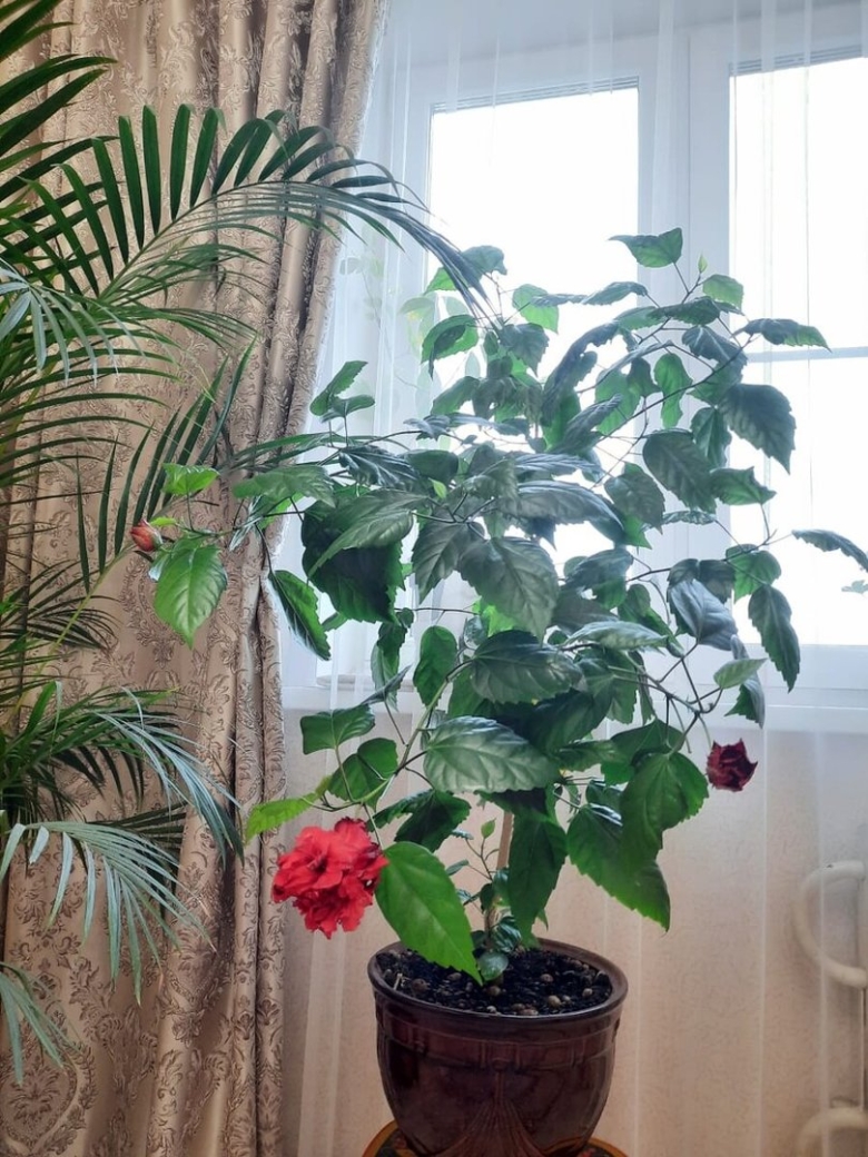 Китайская роза гибискус комнатный